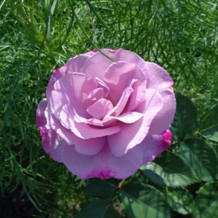 Роза чайно-гибридная Moody Blue - фото 3 - id-p69769328