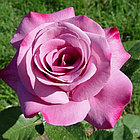 Роза чайно-гибридная Moody Blue, фото 2