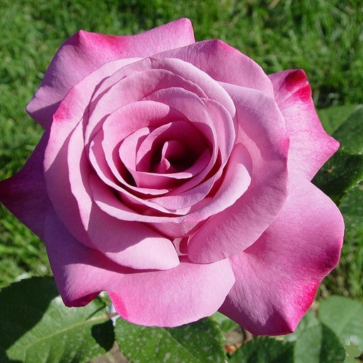 Роза чайно-гибридная Moody Blue - фото 2 - id-p69769328
