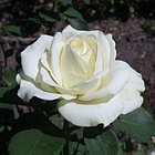Роза чайно-гибридная Polo (Поло), фото 2