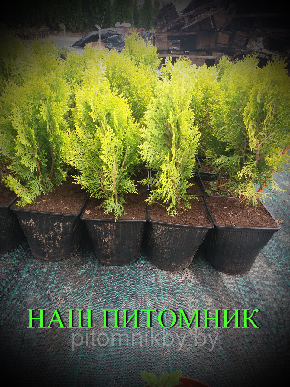 Туя складчатая AUREA NANA (Platycladus orientalis Aurea Nana) (40-45 см)