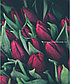 Луковицы сортовых тюльпанов, фото 9