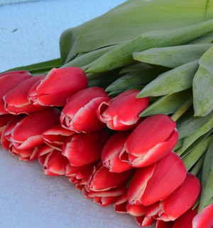 Луковицы сортовых тюльпанов - фото 10 - id-p76270749