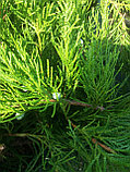 Можжевельник Минт Джулеп (Juniperus pfitzeriana Mint Julep), фото 2