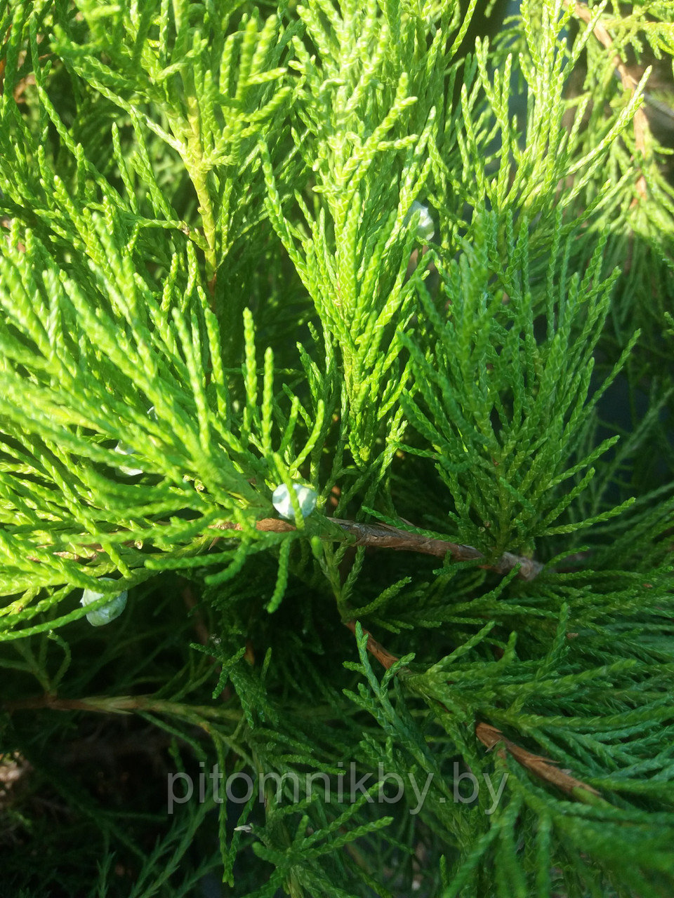 Можжевельник Минт Джулеп (Juniperus pfitzeriana Mint Julep) - фото 2 - id-p76349390