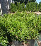 Можжевельник Минт Джулеп (Juniperus pfitzeriana Mint Julep), фото 3