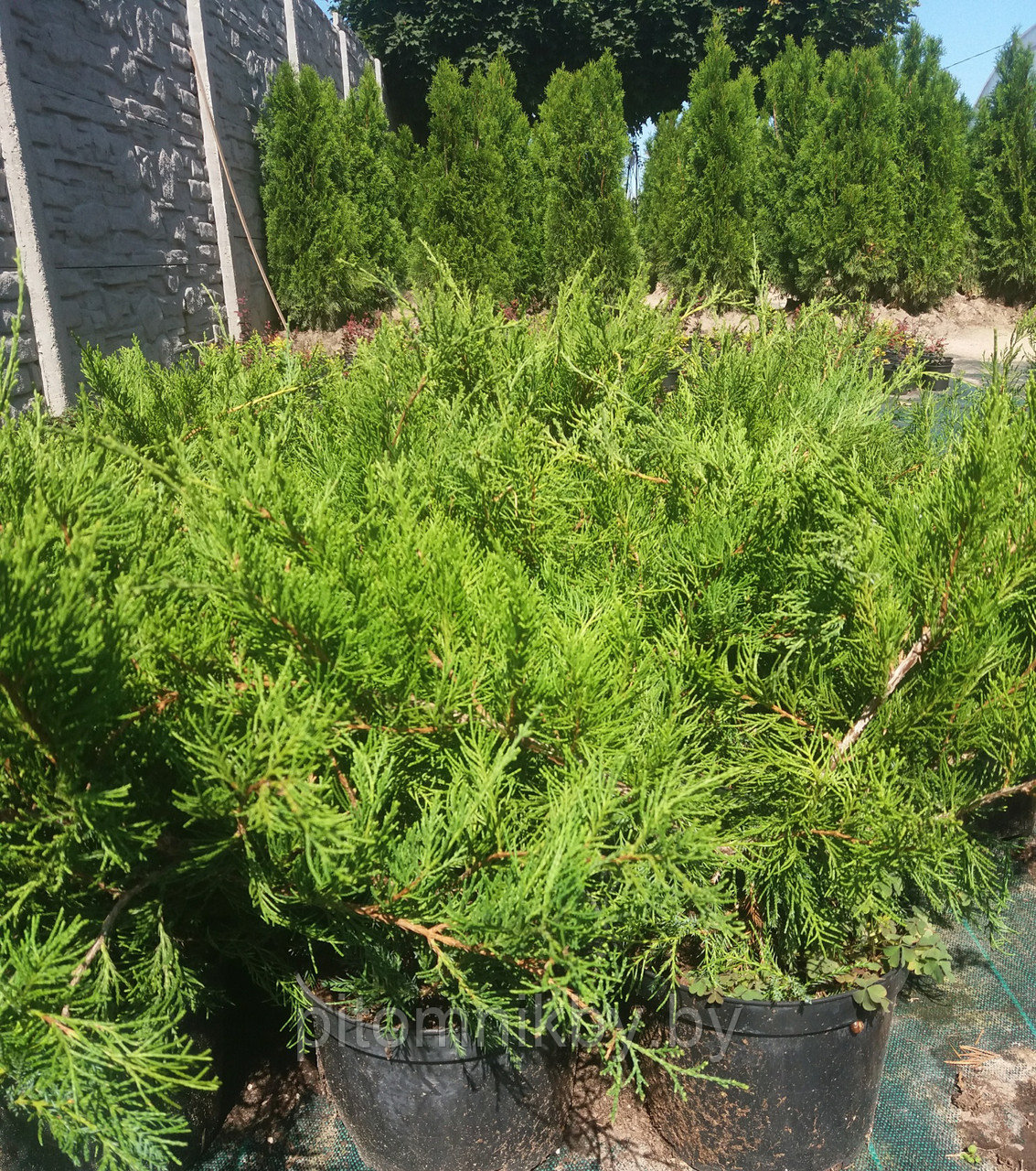 Можжевельник Минт Джулеп (Juniperus pfitzeriana Mint Julep) - фото 3 - id-p76349390