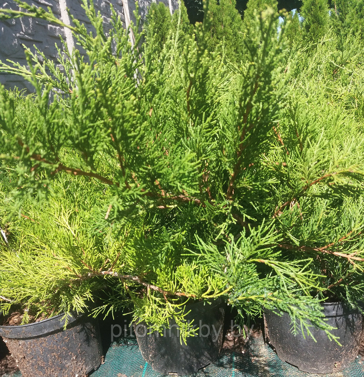 Можжевельник Минт Джулеп (Juniperus pfitzeriana Mint Julep) - фото 4 - id-p76349390