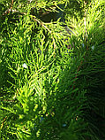 Можжевельник Минт Джулеп (Juniperus pfitzeriana Mint Julep), фото 5