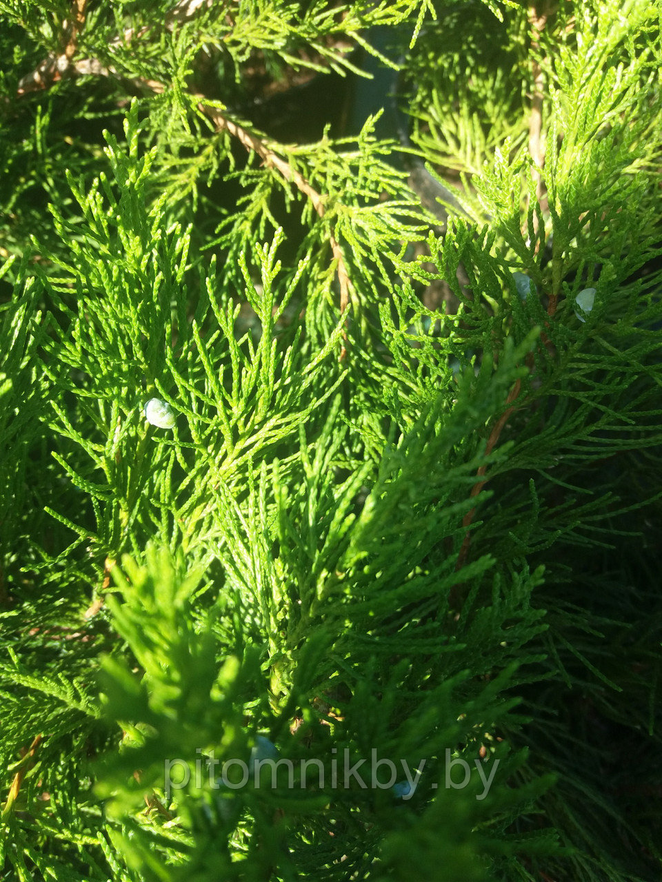 Можжевельник Минт Джулеп (Juniperus pfitzeriana Mint Julep) - фото 5 - id-p76349390