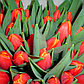 Луковицы тюльпанов Verandi, фото 2
