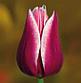 Луковицы голландских тюльпанов, фото 6
