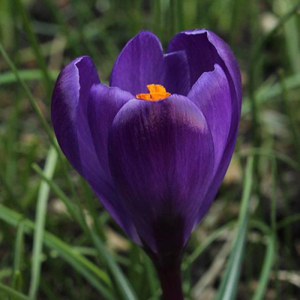 Луковицы крокусов Flower Record