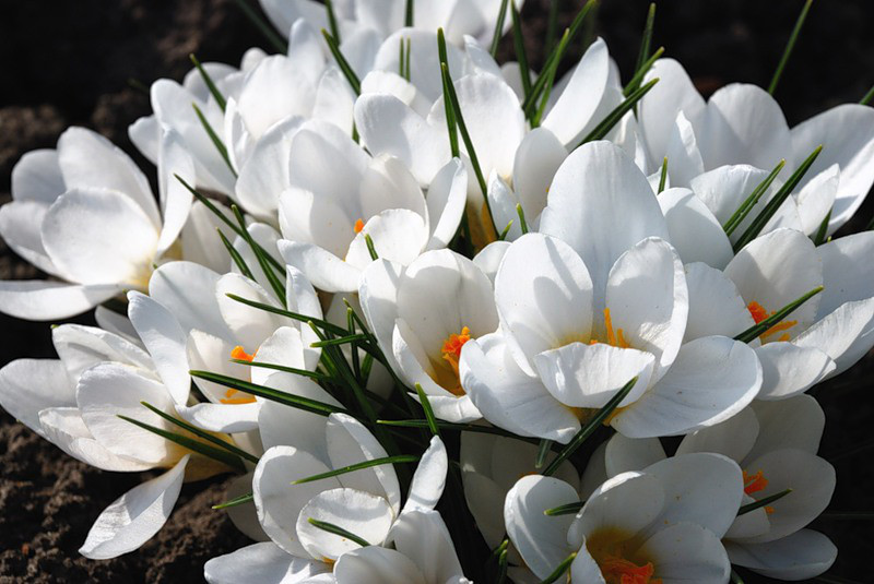 Луковицы крокусов Flower Record - фото 8 - id-p82754769
