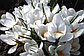 Луковицы крокусов Flower Record, фото 8