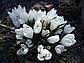 Луковицы крокусов Flower Record, фото 10