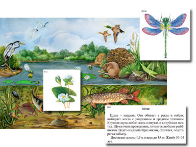 Магнитный плакат-аппликация "Водоем: биоразнообразие и взаимосвязи в сообществе" - фото 1 - id-p82871622