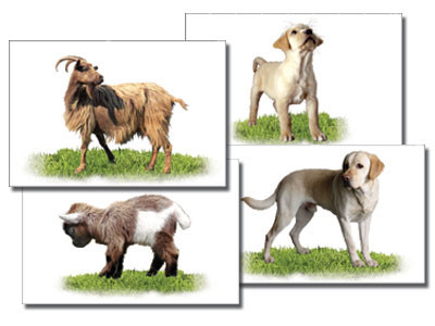 Набор карточек "Домашние животные" (раздаточные) - фото 1 - id-p82872034
