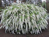 Спирея серая Грефшейм, Spiraea x cinerea Grefsheim, высота 100-120 см