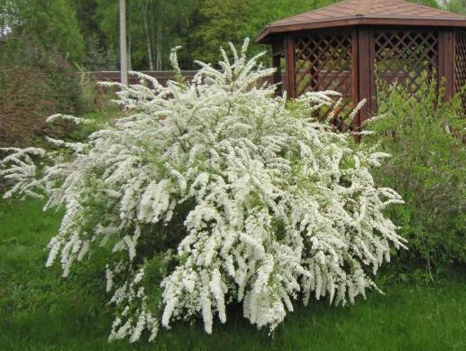 Спирея серая Грефшейм, Spiraea x cinerea Grefsheim, высота 40-60 см