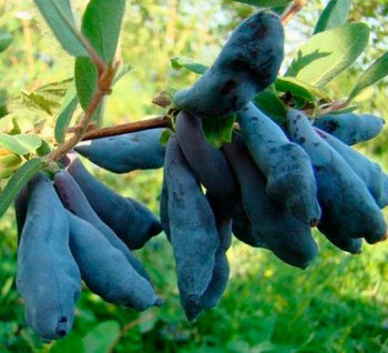 Жимолость "Дочь великана" (двухлетняя)