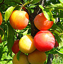 Слива гибридная Скороплодная (абрикосовая), фото 3