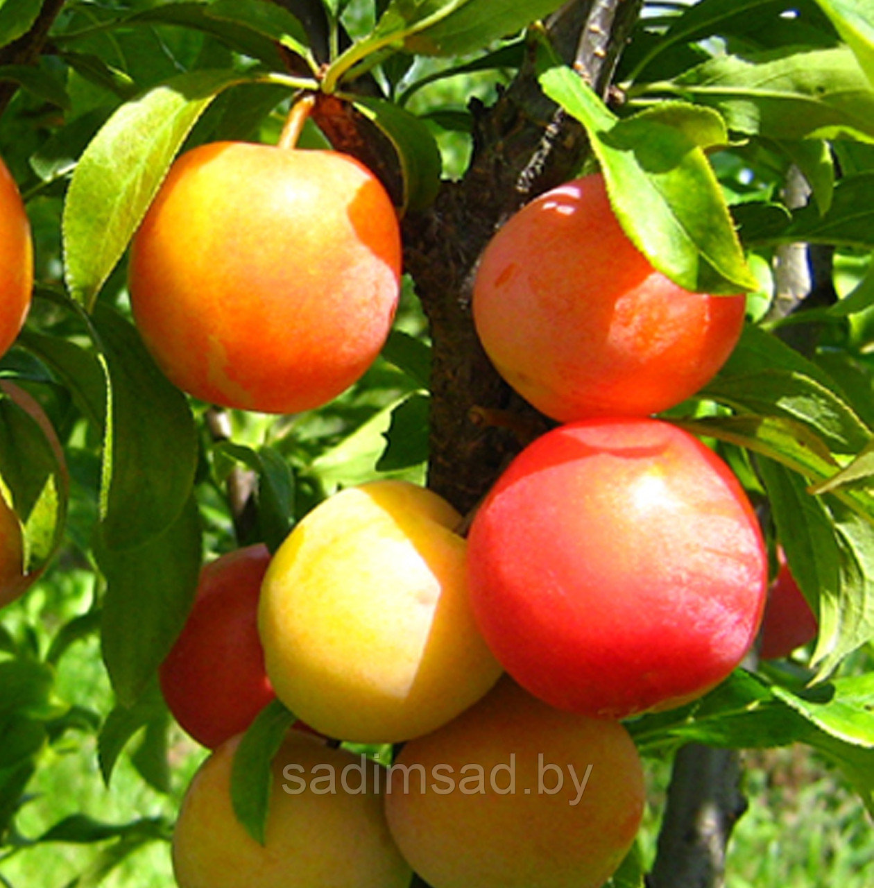 Слива гибридная Скороплодная (абрикосовая) - фото 3 - id-p3990402