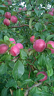 Яблоки второй сорт, фото 1