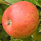 Яблоня Топаз, фото 2
