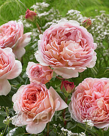 Английская роза Роза Abraham Derbe