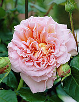 Английская роза Роза Abraham Derbe, фото 3