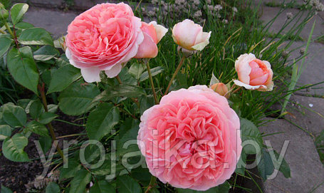 Английская роза Роза Cipideil, фото 2