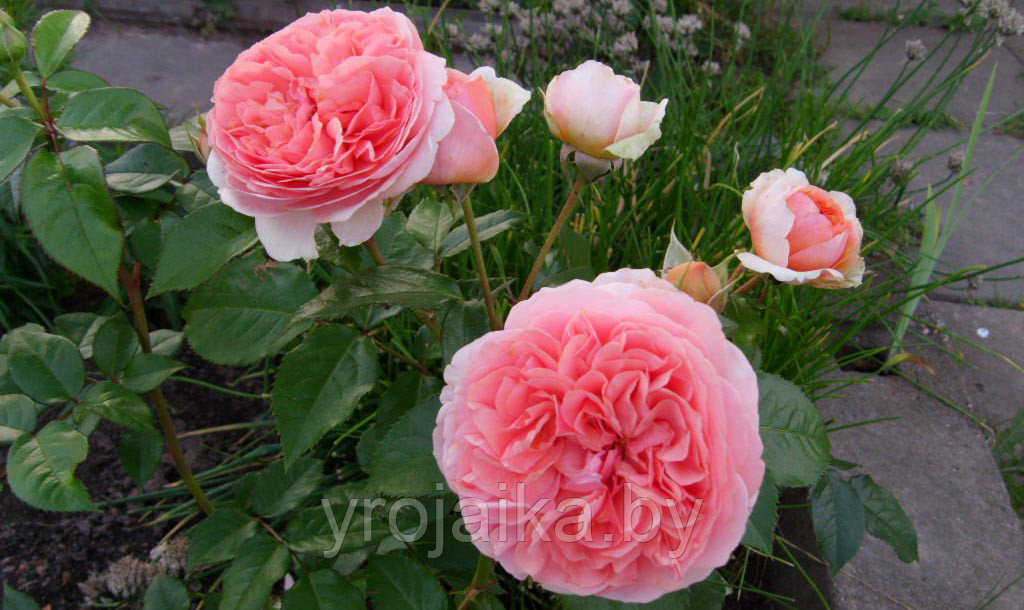 Английская роза Роза Cipideil - фото 1 - id-p84018697