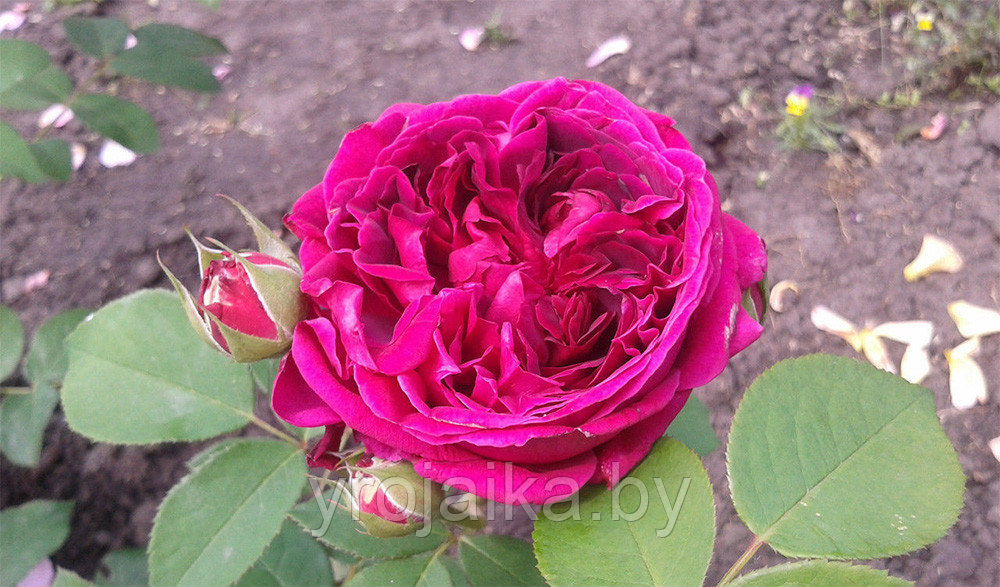 Английская роза Роза Wiliam shekspir
