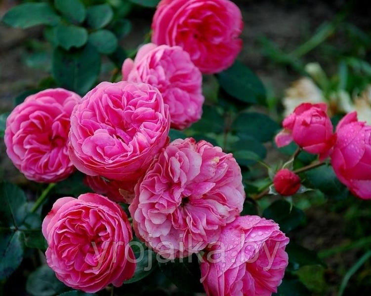 Английская роза Роза Leonardo da winci - фото 2 - id-p84189110