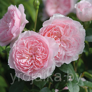 Английская роза Роза Wisli 2008, фото 2