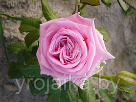 Кусты роз Аква, фото 3