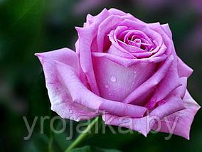 Кусты роз Аква