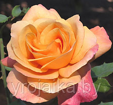 Кусты роз Лолита, фото 2