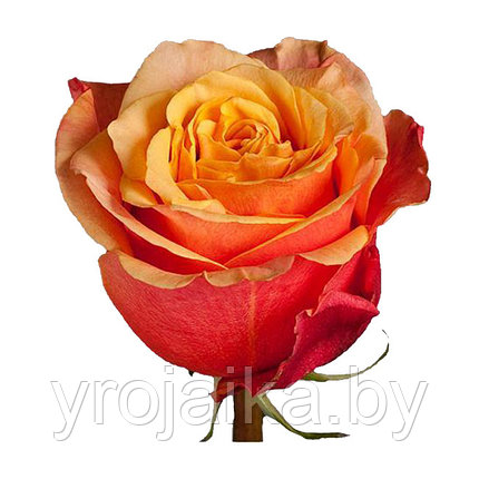 Кусты роз Чери бренди, фото 2