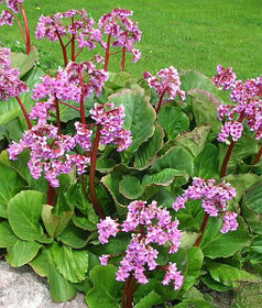 Бадан сердцелистный