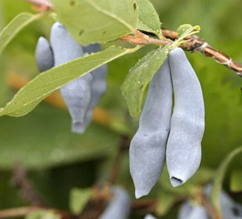 Жимолость "Гордость Бакчара" (двулетняя)