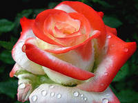 Кусты роз Императрица №28, фото 2