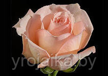 Кусты роз Версилия №31, фото 2