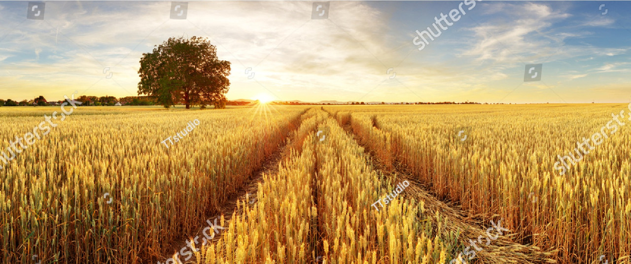 Фотообои "Пшеничное поле"