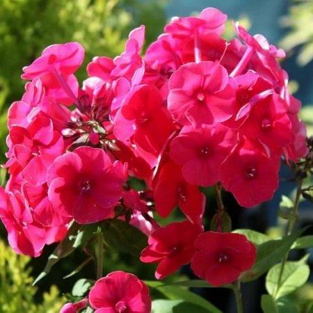 Флокс метельчатый Гренадин Дрим