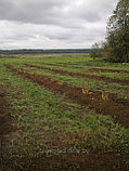 Готовый бизнес: плантации голубики высокорослой "под ключ", фото 3