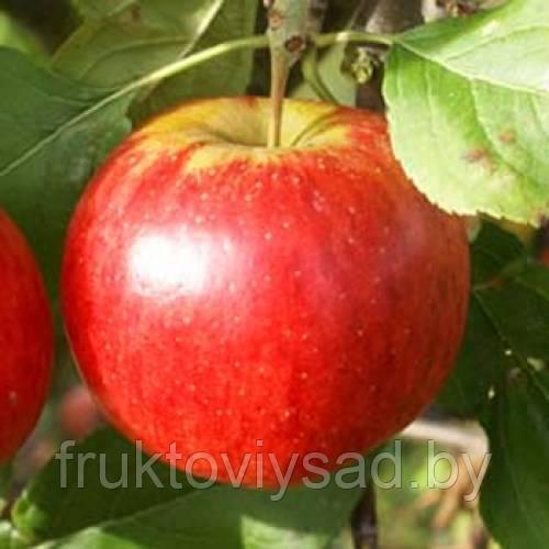 Саженцы сорта яблони Рубинола