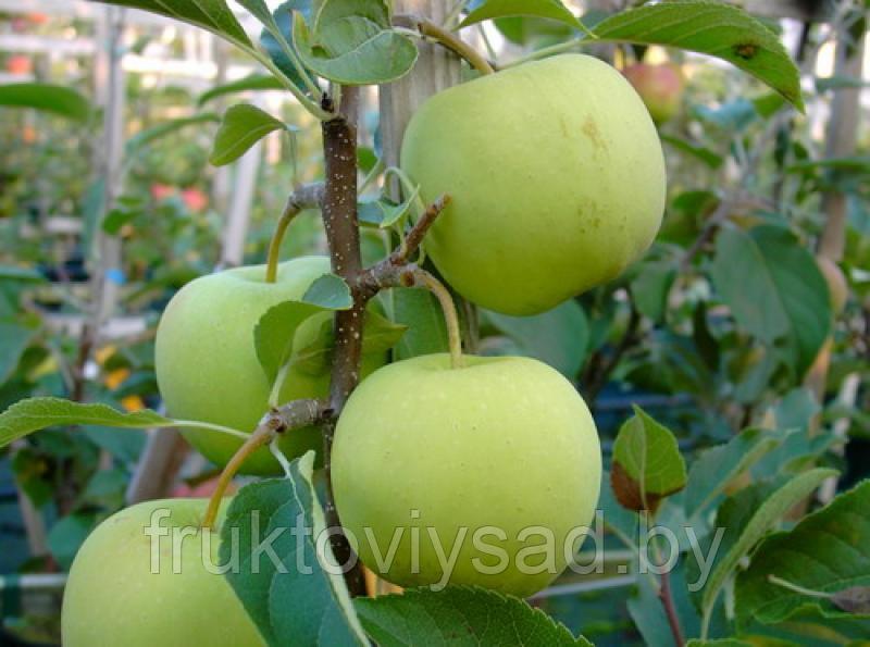 Саженцы сорта яблони Коштеля - фото 1 - id-p85595444