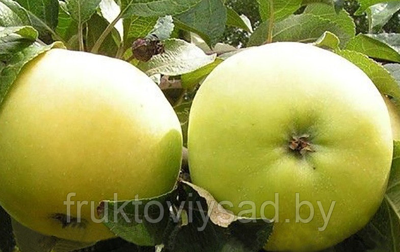Саженцы сорта яблони Коштеля - фото 2 - id-p85595444